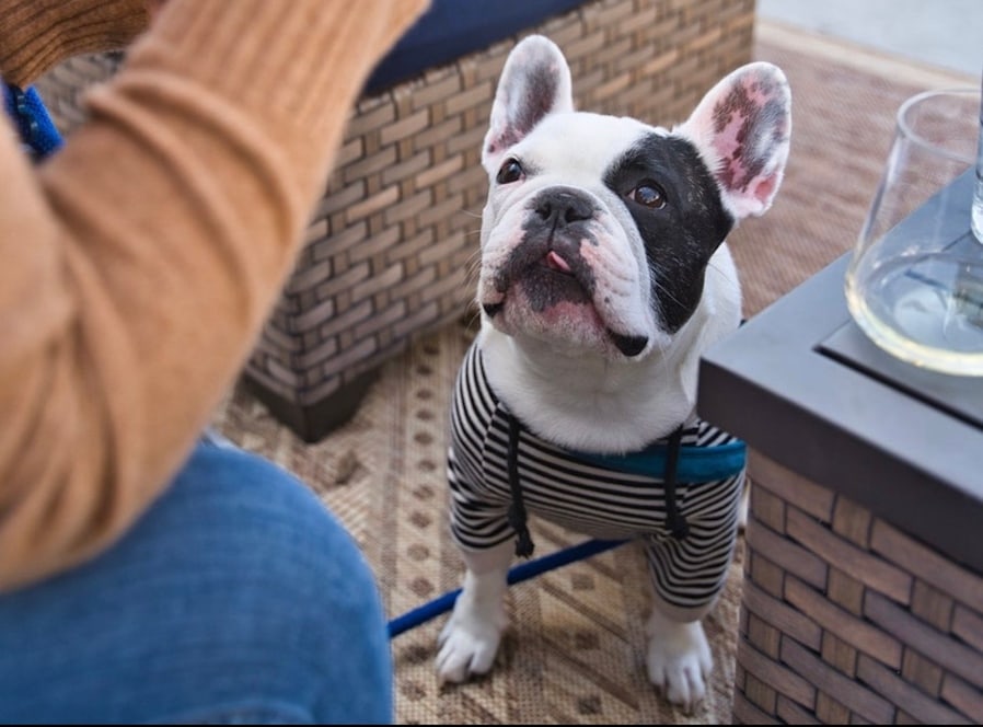 Doggos are welcome at Anaba Wines