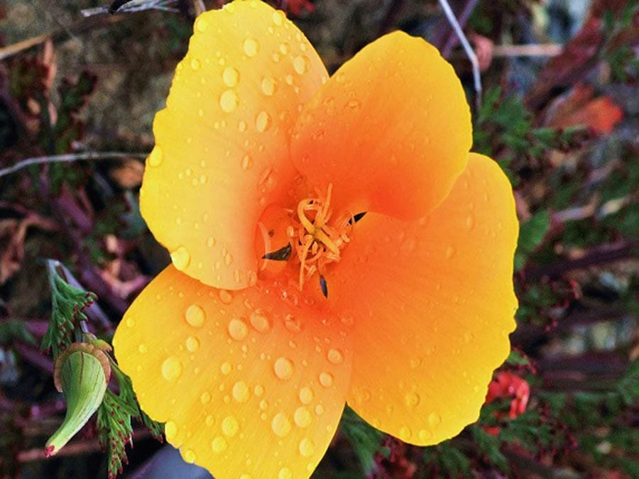 A close up photo of a bright orange poppy