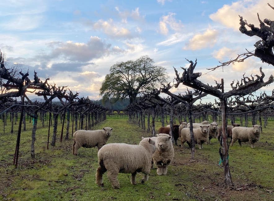 Sheep tending the vineyard at Beltane Ranch