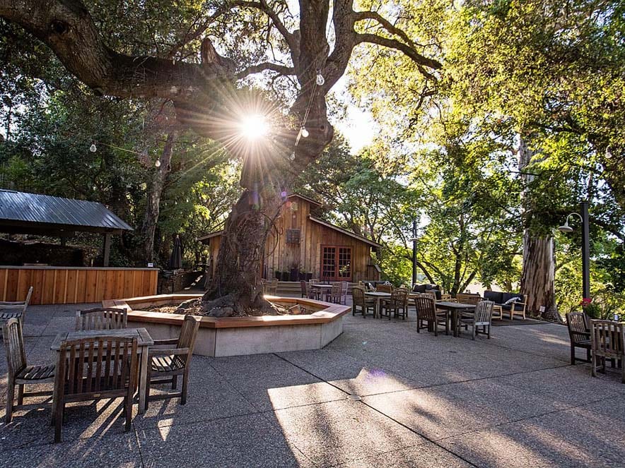 tasting area patio under shade of tree