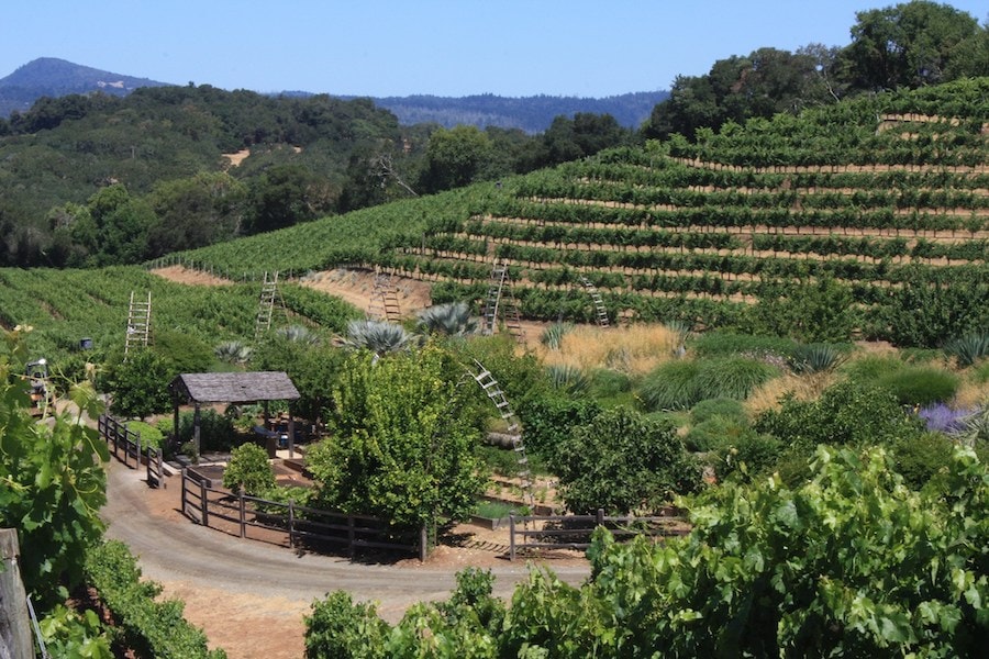 Estate vineyards at Benziger Family Winery