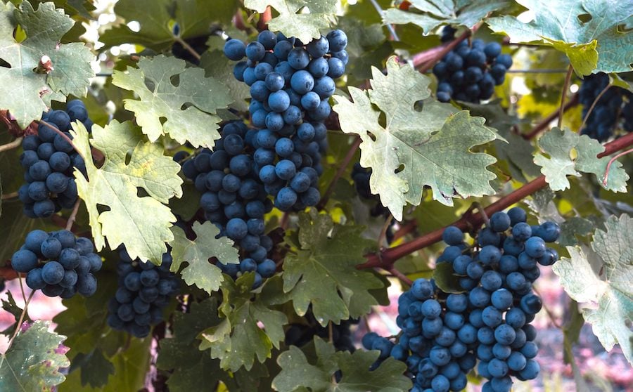 Cabernet Franc offers autumnal tastes and flavors of red and black fruits, and pipe tobacco