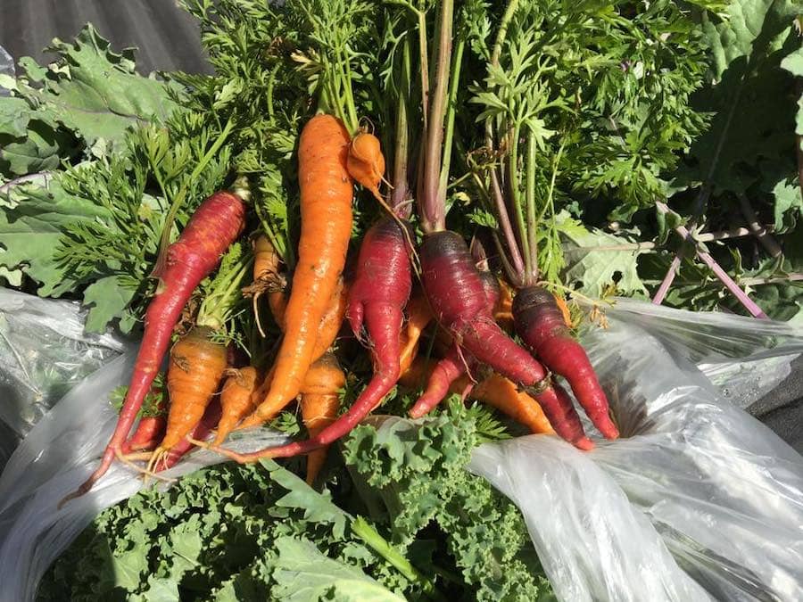 Farm to Pantry rescues garden and farm surplus like these carrots that would otherwise go to waste