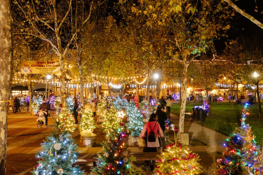 Charlie Brown Christmas tree Grove at Windsor Town Green in Sonoma County