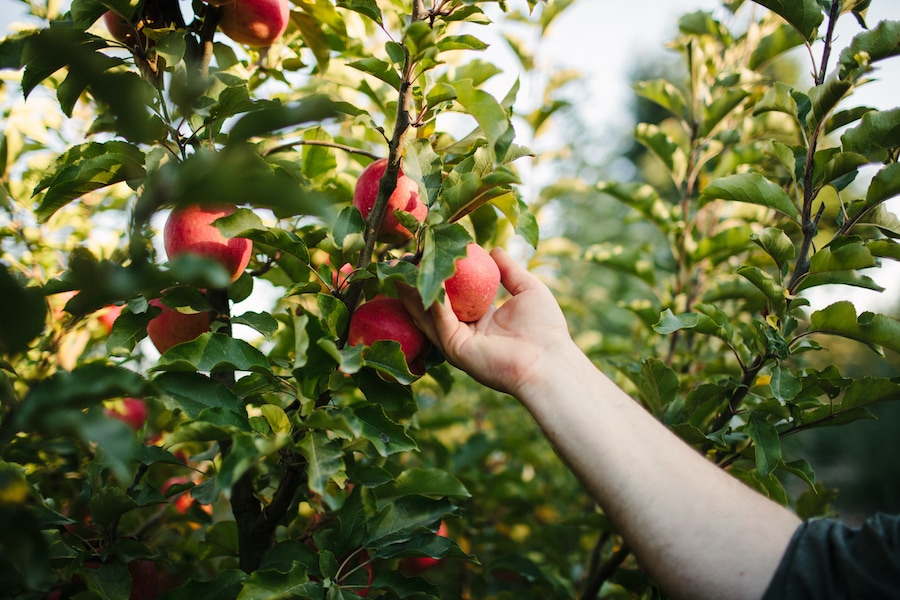 Picking heirloom apples from an apple tree in Sonoma County