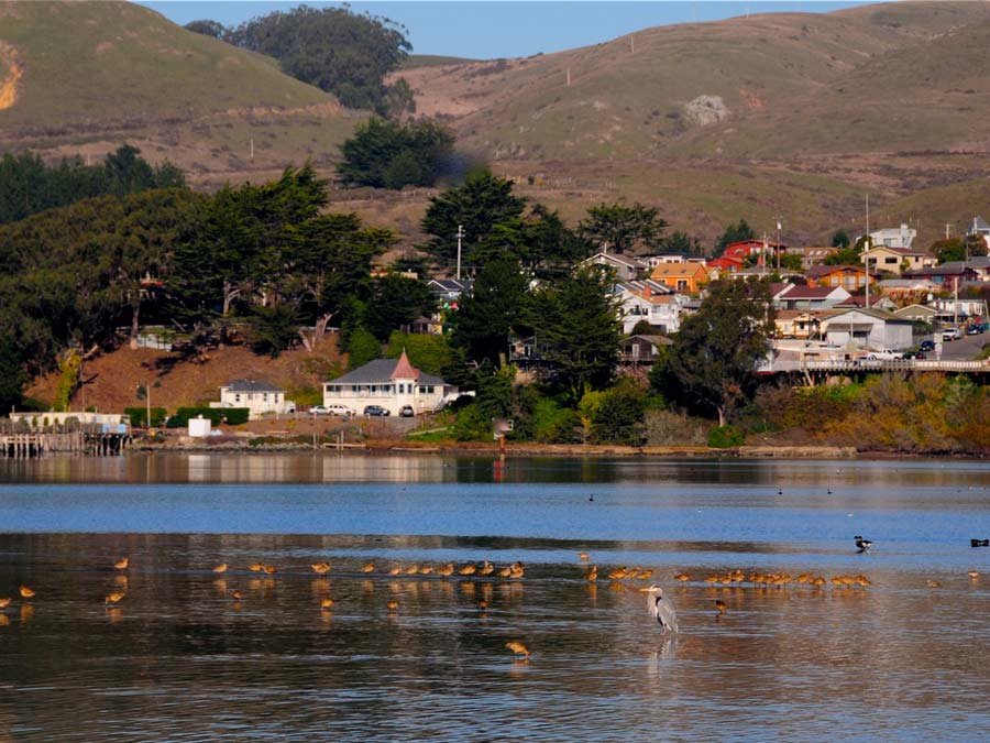 Birds swim in the protected harbor of Bodega Bay, Sonoma County