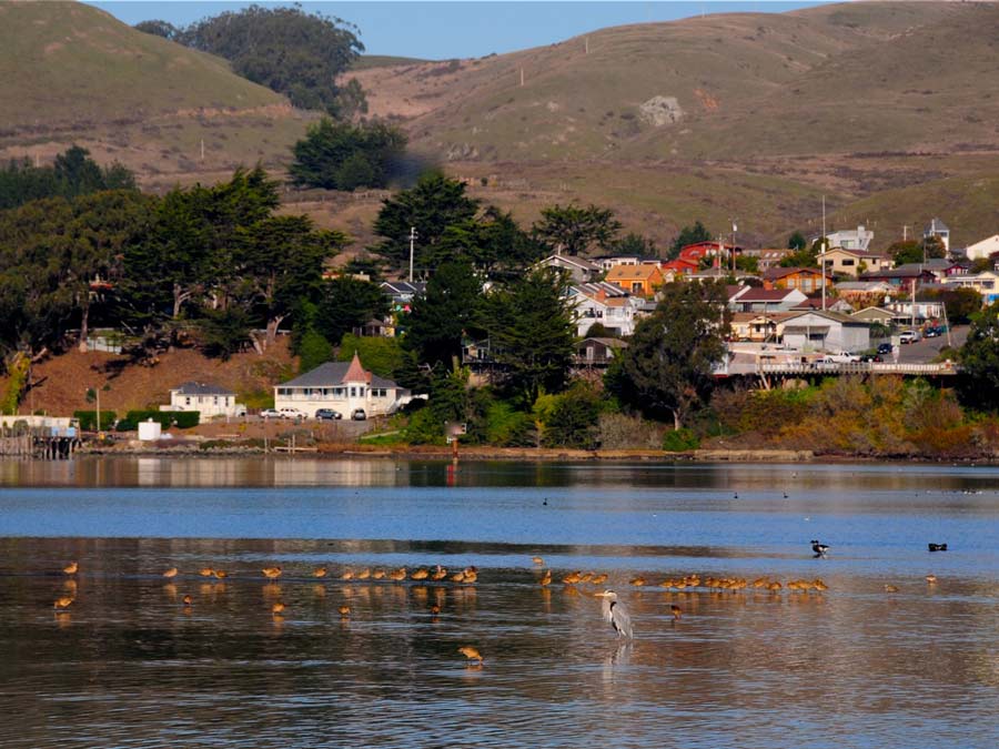 Birds swimming in Bodega Bay