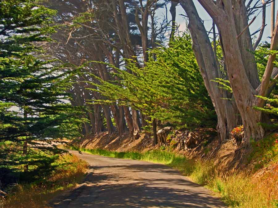 The road weaves around Eucalyptus trees in Sonoma County