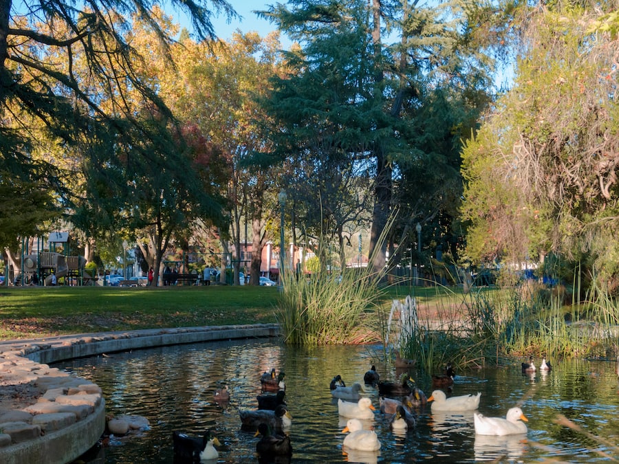 Duck pond on the park like grounds of Sonoma Plaza 