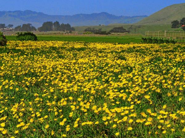 Yellow wildflowers covering field