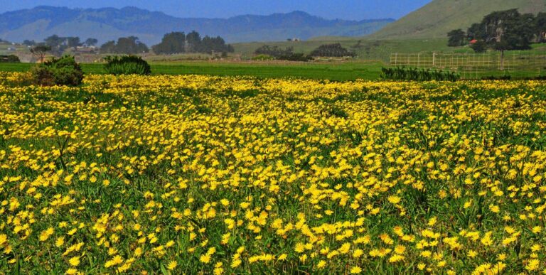 Yellow wildflowers covering a field in Sonoma County