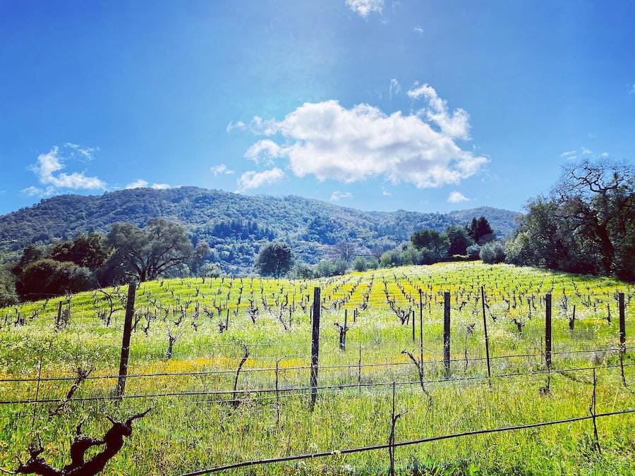 Coturri Winery vineyard on Sonoma Mountain 