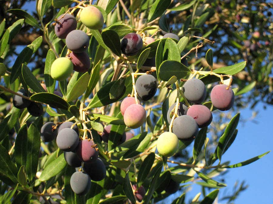 Late Fall is olive harvest time in Sonoma County 