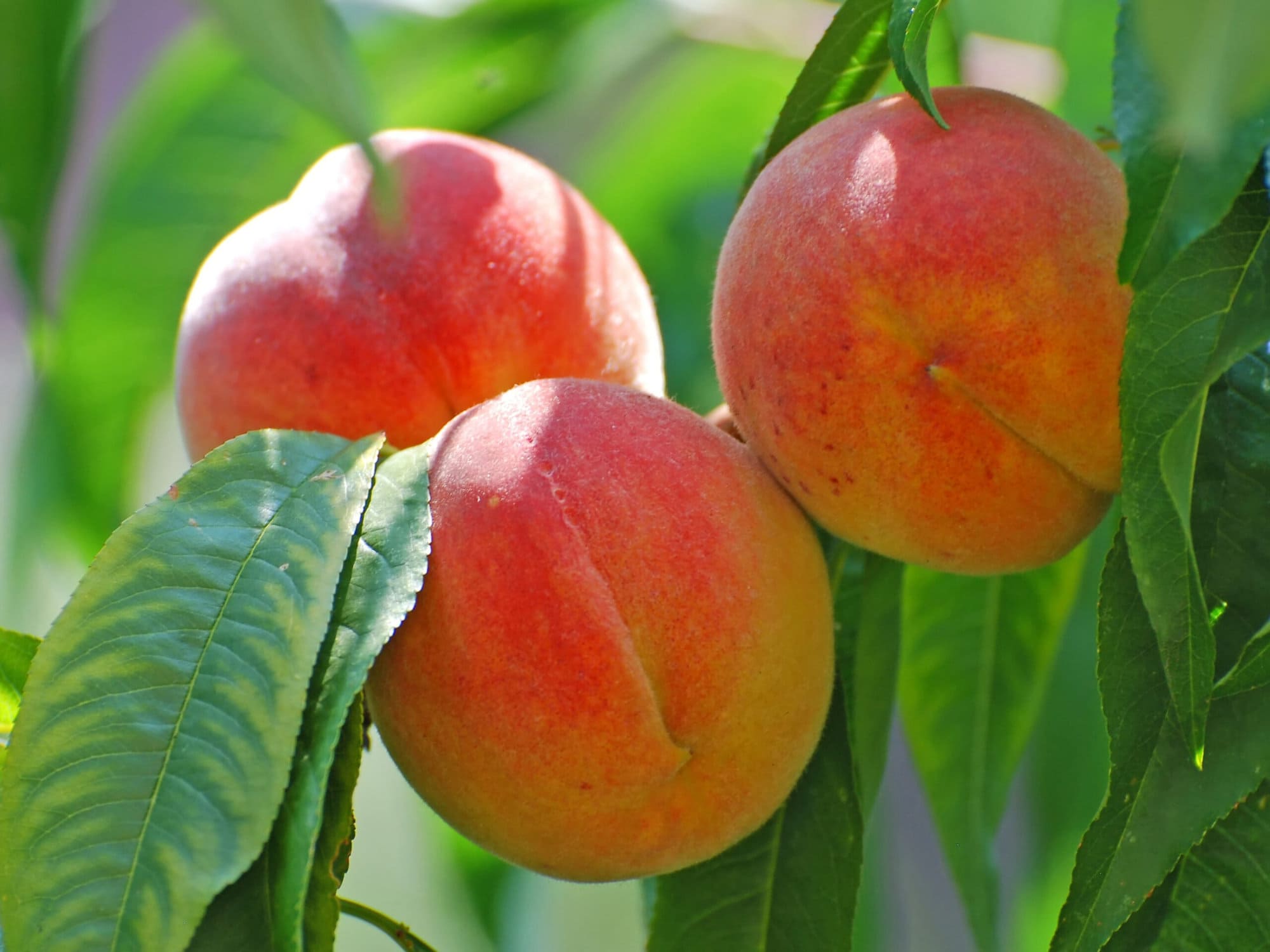 You pick peaches Sonoma County