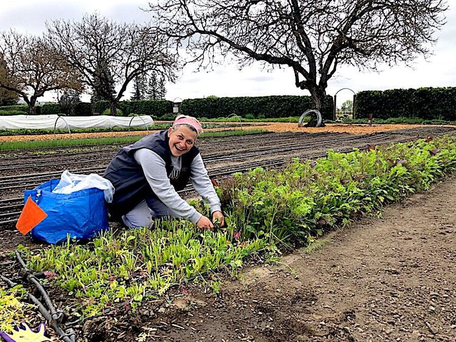 Duskie Estes gleaning produce from a farm row for Sonoma County non-profit Farm to Pantry 