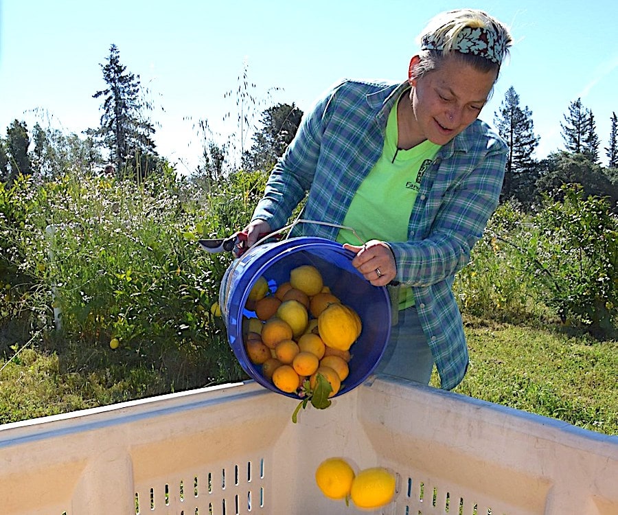 Duskie Estes gleaning lemons for non-profit Farm to Pantry 