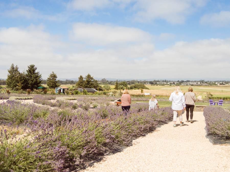 People walk past rows of blooming purple lavender