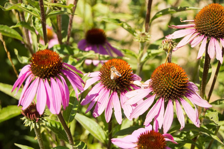 Encouraging pollinators is one way Bees-N-Blooms in Santa Rosa farms sustainably