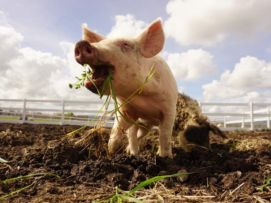 A pig plays with plants in the mud