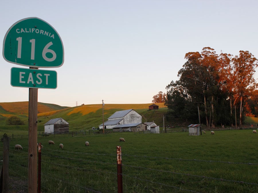 A sign for Highway 116 along a farm with sheep