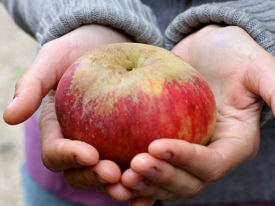 Two hands hold an apple in Sonoma County