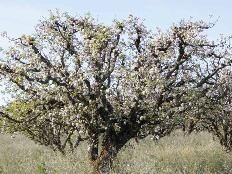 An apple tree in full blossom