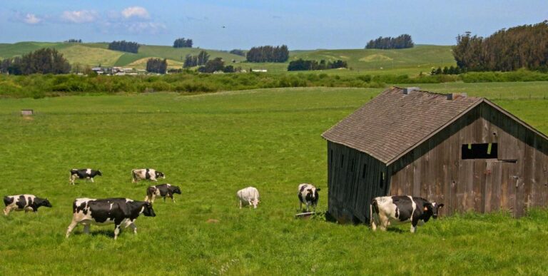 cows on a Petaluma