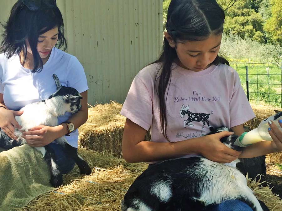 Two people hold baby goats while sitting on bales of hay