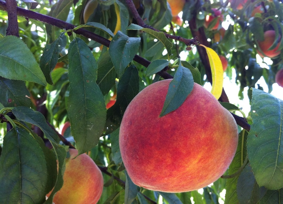 Dry Creek Peach grows CCOF-certified organic peaches and more 