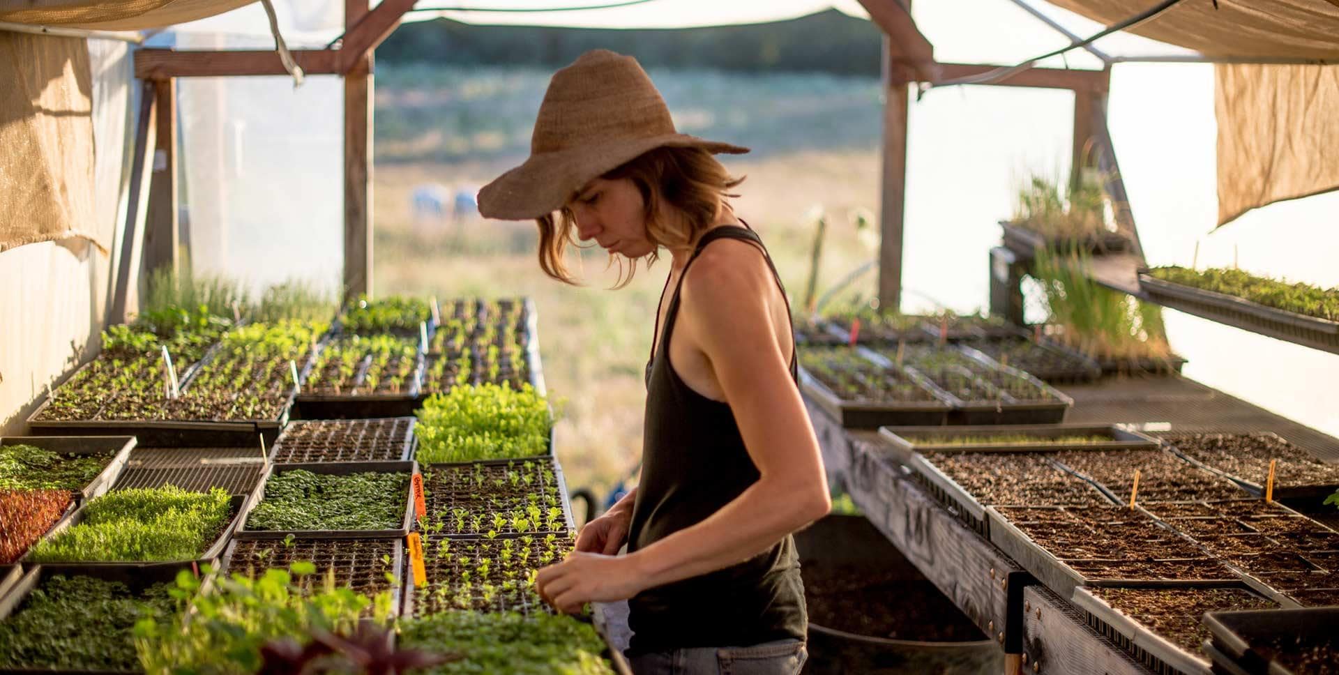 10 MustVisit Sonoma County Farmers' Markets Sonoma County Tourism