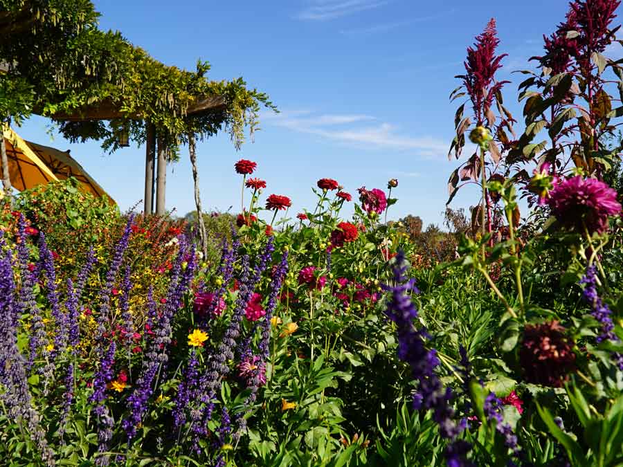 many flowering plants in the winery garden