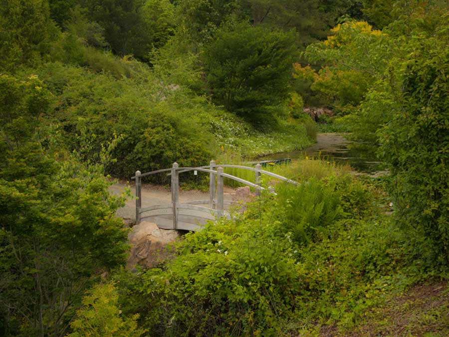 A bridge crosses the creek surrounded by plants and flowers at Quarryhill Botanical Garden, Sonoma County