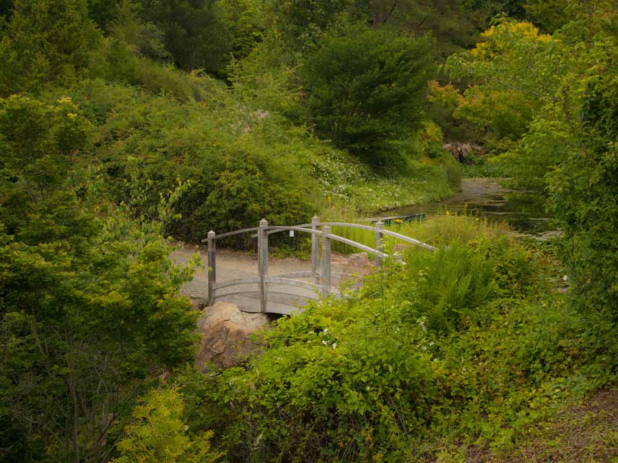 An arched bridge over a small stream is surrounded by green, lush plants