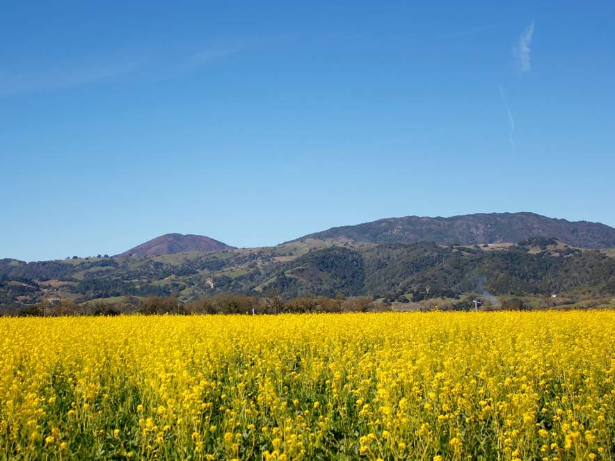 mustard field in Sonoma County