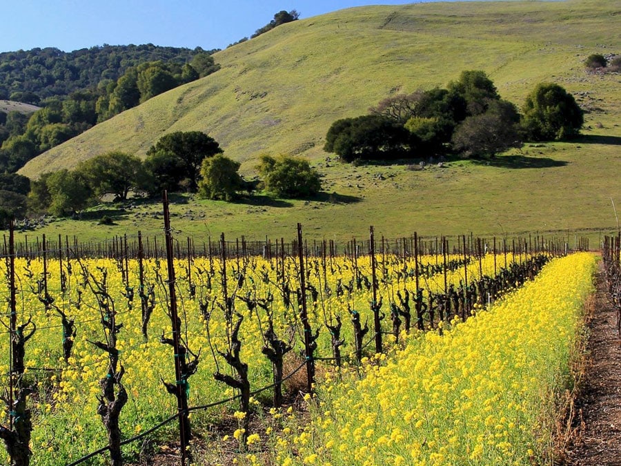 Mustard field at Gloria Ferrer Vineyards