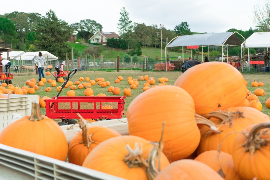 Grandma's Pumpkin Patch in Healdsburg