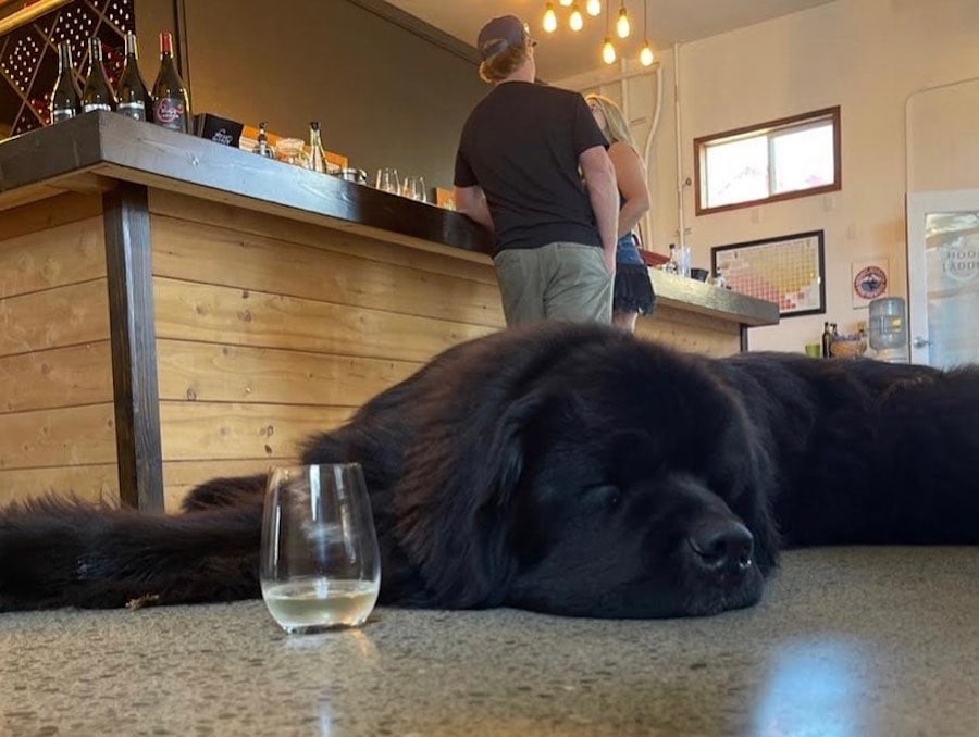 Hook & Ladder Winery pet-friendly