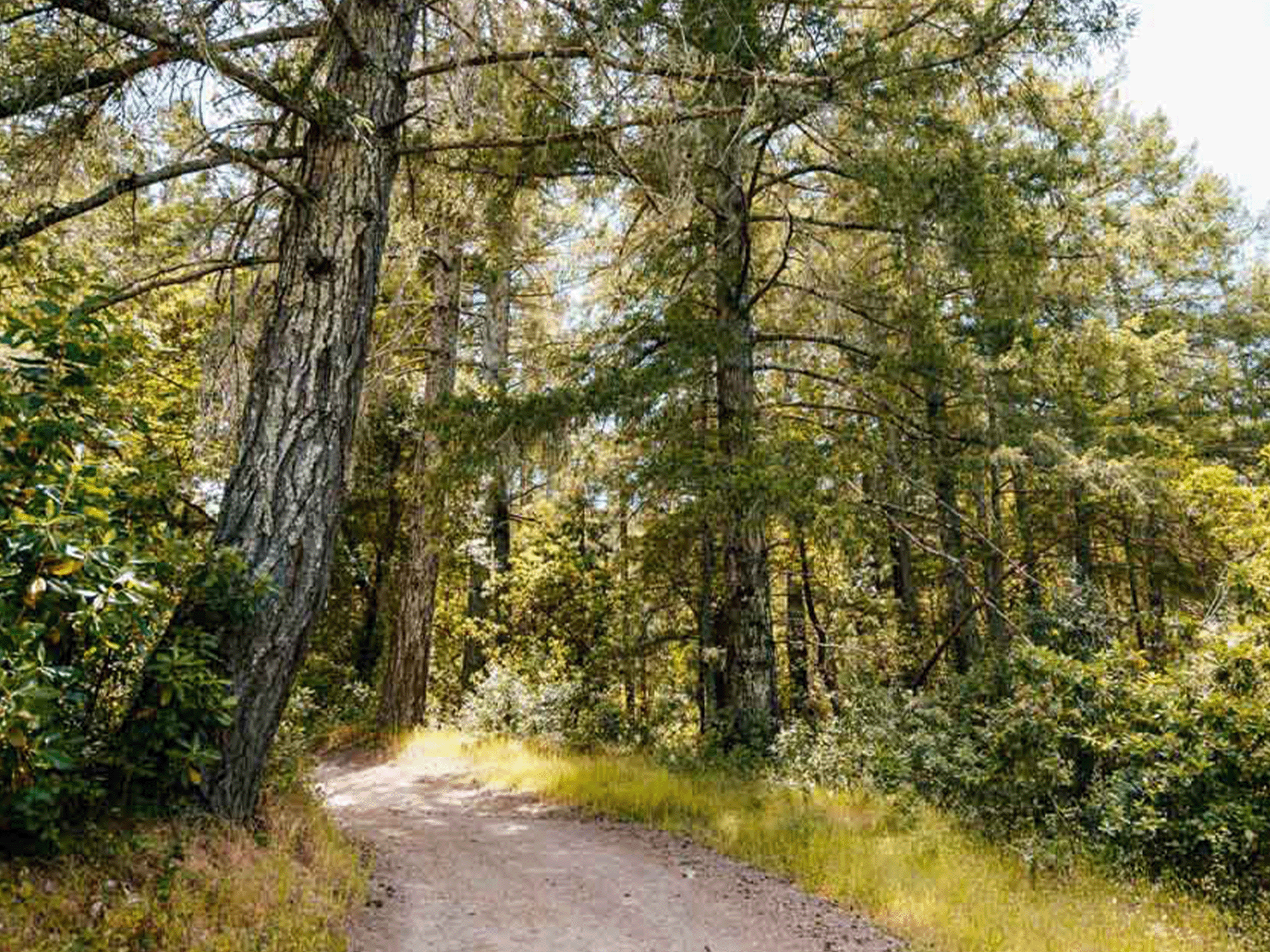 trails at jack london state park in glen ellen