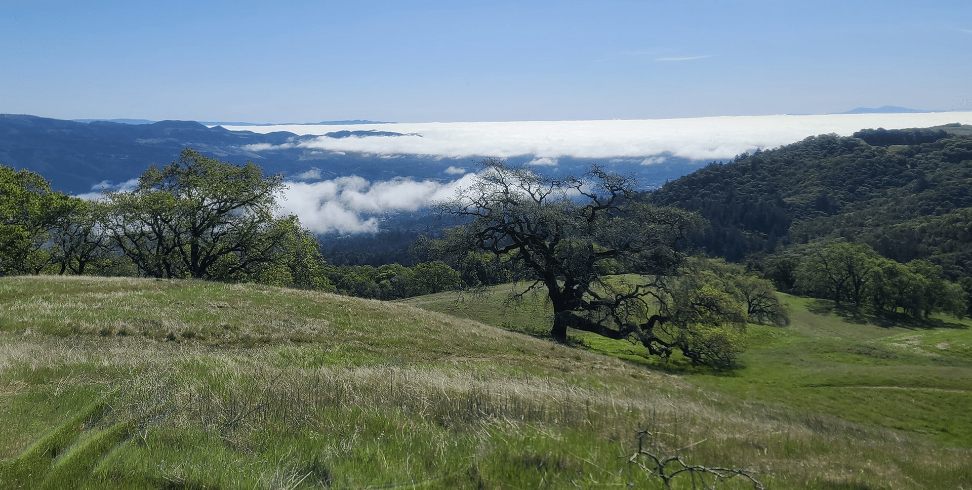 A historical look at Sonoma County women's organizations, 1900 and