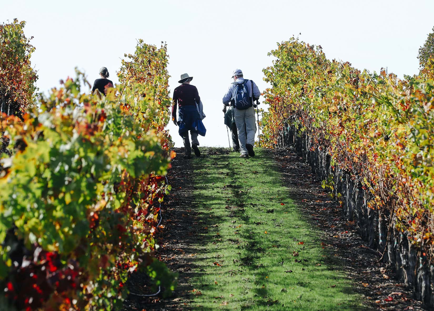 Picture of people walking through vineyard at Jordan Winery