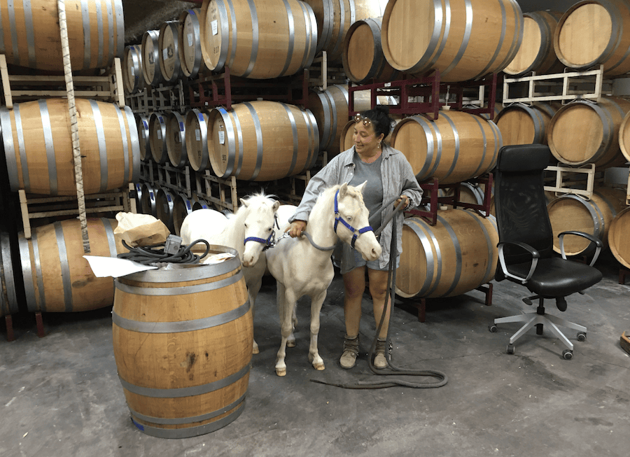 It's hard to find a more pet-friendly winery than Joseph Swan