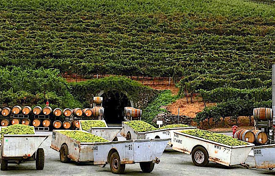 At Kunde Family Winery, freshly harvested grapes wait outside the entrance to the wine cave 