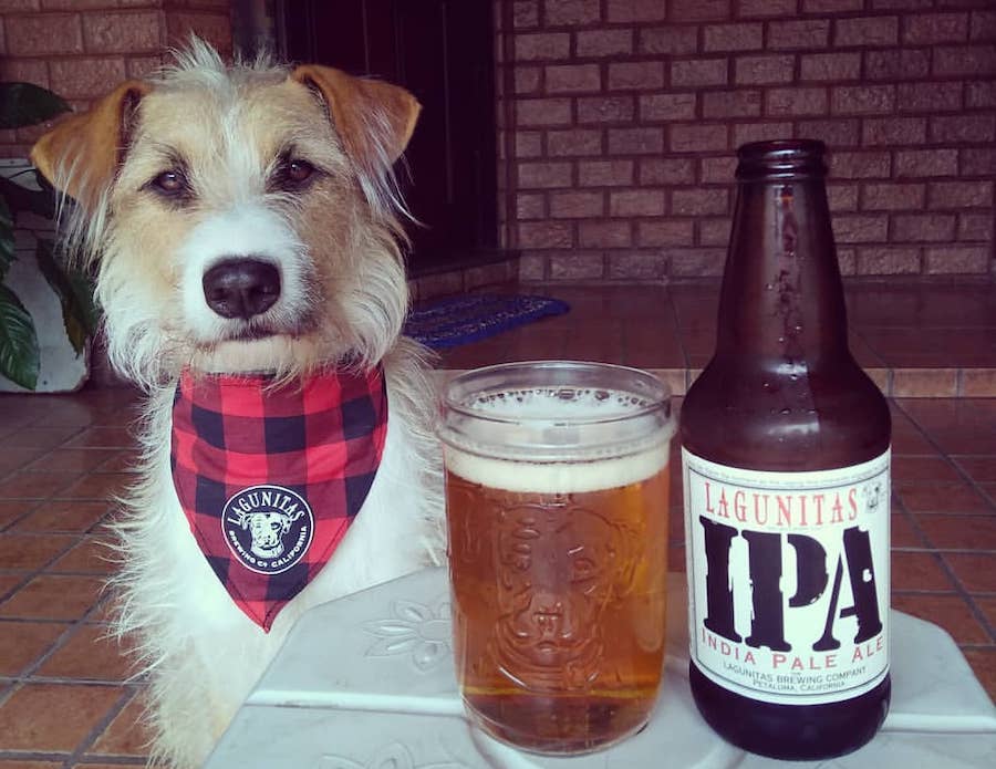 Dogs are not only welcome at Lagunitas, they're part of the brewery's brand