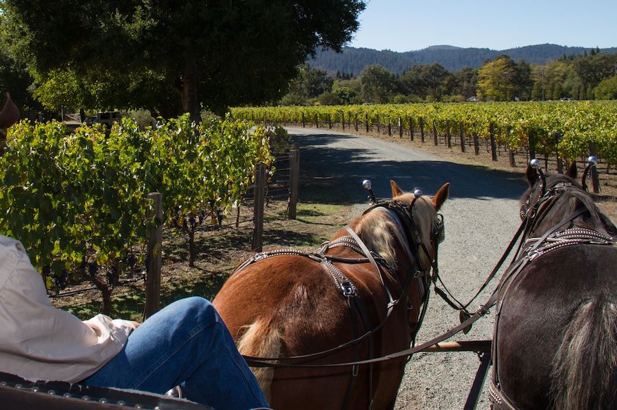 Horse and wagon tours can be booked during the summer at Landmark Vineyards in Kenwood