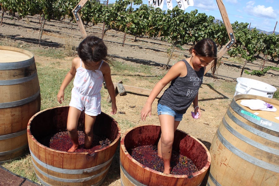 Grape stomping is great fun for kids at Larson Family Winery