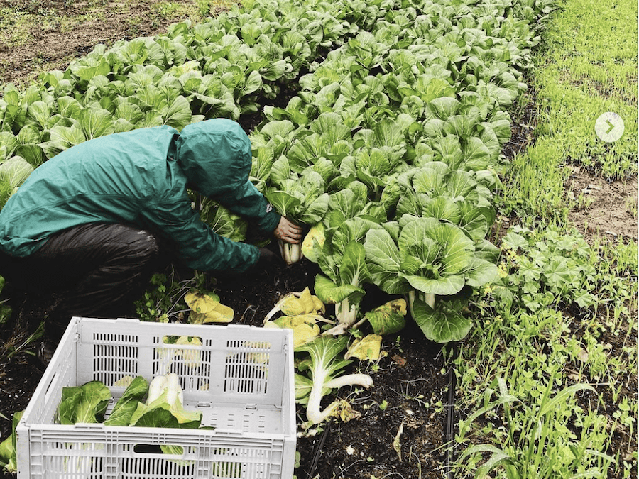 Leslie Wiser tending the produce at her Radical Family Farms on a wet day in Sebastopol 