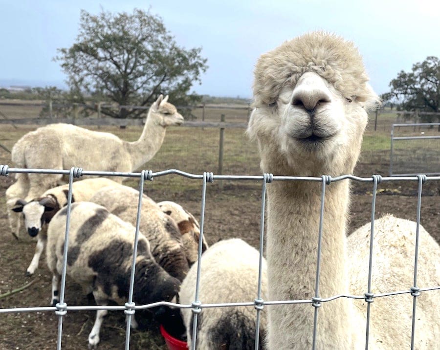 Llamas along the Sonoma County Farm Trails