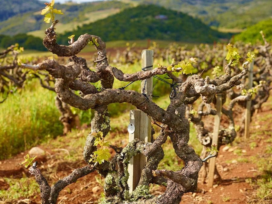 Old-vine Zinfandel growing in Monte Rosso Vineyard 