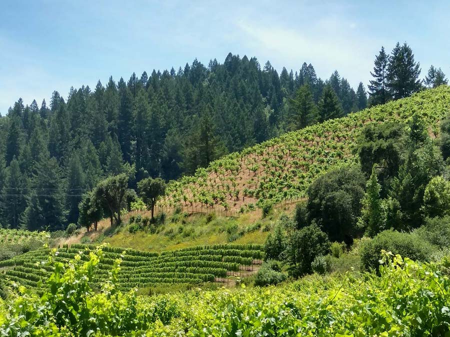 Sherry Martinelli Vineyard in Sonoma County