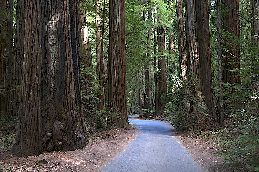 Go for a stroll in Armstrong Redwoods State Natural Reserve in Guerneville